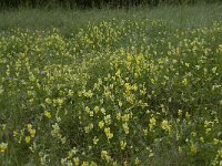 Viola lutea ssp calaminaria 32, Zinkviooltje, Saxifraga-Willem van Kruijsbergen