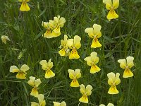 Viola lutea ssp calaminaria 33, Zinkviooltje, Saxifraga-Willem van Kruijsbergen