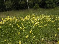 Viola lutea ssp calaminaria 4, Zinkviooltje, Saxifraga-Willem van Kruijsbergen