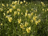 Viola lutea ssp calaminaria 43, Zinkviooltje, Saxifraga-Willem van Kruijsbergen