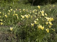 Viola lutea ssp calaminaria 44, Zinkviooltje, Saxifraga-Willem van Kruijsbergen