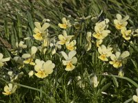 Viola lutea ssp calaminaria 45, Zinkviooltje, Saxifraga-Willem van Kruijsbergen