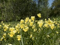 Viola lutea ssp calaminaria 46, Zinkviooltje, Saxifraga-Willem van Kruijsbergen