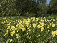 Viola lutea ssp calaminaria 47, Zinkviooltje, Saxifraga-Willem van Kruijsbergen