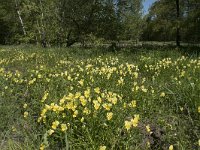 Viola lutea ssp calaminaria 48, Zinkviooltje, Saxifraga-Willem van Kruijsbergen