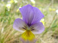 Viola lutea ssp calaminaria 59, Zinkviooltje, Saxifraga-Hans Grotenhuis