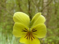 Viola lutea ssp calaminaria 61, Zinkviooltje, Saxifraga-Hans Grotenhuis