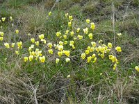 Viola lutea ssp calaminaria 62, Zinkviooltje, Saxifraga-Hans Grotenhuis