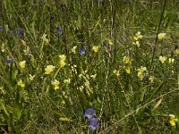 Viola lutea ssp calaminaria 8, Zinkviooltje, Saxifraga-Willem van Kruijsbergen