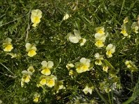 Viola lutea ssp calaminaria 9, Zinkviooltje, Saxifraga-Willem van Kruijsbergen