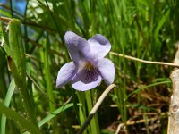 Viola mirabilis 6, Saxifraga-Rutger Barendse