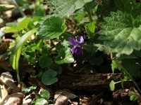 Viola odorata 16, Maarts viooltje, Saxifraga-Hans Boll