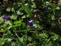 Viola odorata 18, Maarts viooltje, Saxifraga-Hans Boll