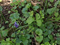 Viola odorata 19, Maarts viooltje, Saxifraga-Hans Boll