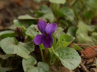 Viola odorata 2, Maarts viooltje, Saxifraga-Willem van Kruijsbergen