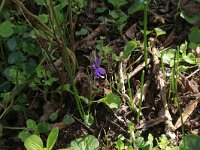 Viola odorata 20, Maarts viooltje, Saxifraga-Hans Boll