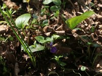 Viola odorata 23, Maarts viooltje, Saxifraga-Hans Boll