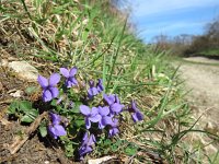 Viola odorata 25, Maarts viooltje, Saxifraga-Mark Zekhuis