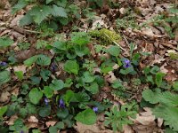 Viola odorata 26, Maarts viooltje, Saxifraga-Hans Boll
