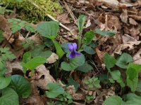 Viola odorata 27, Maarts viooltje, Saxifraga-Hans Boll