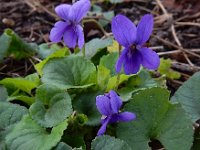 Viola odorata 28, Maarts viooltje, Saxifraga-Ed Stikvoort