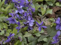 Viola odorata 29, Maarts viooltje, Saxifraga-Willem van Kruijsbergen