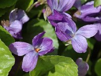 Viola odorata 3, Maarts viooltje, Saxifraga-Jan van der Straaten
