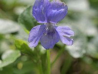 Viola odorata 30, Maarts viooltje, Saxifraga-Tom Heijnen