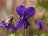 Viola odorata 5, Maarts viooltje, Saxifraga-Hans Dekker