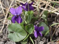 Viola odorata 7, Maarts viooltje, Saxifraga-Peter Meininger