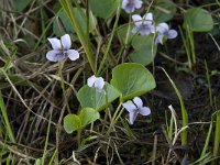 Viola palustris, Marsh Violet