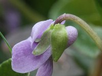 Viola palustris 10, Moerasviooltje, Saxifraga-Rutger Barendse