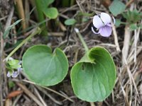 Viola palustris 11, Moerasviooltje, Saxifraga-Rutger Barendse