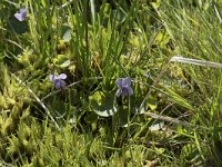 Viola palustris 16, Moerasviooltje, Saxifraga-Willem van Kruijsbergen
