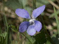 Viola palustris 17, Moerasviooltje, Saxifraga-Willem van Kruijsbergen
