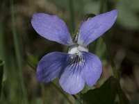 Viola palustris 18, Moerasviooltje, Saxifraga-Willem van Kruijsbergen