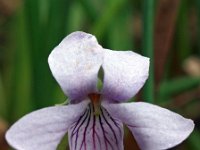 Viola palustris 5, Moerasviooltje, Saxifraga-Hans Dekker