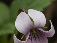 Viola palustris 8, Moerasviooltje, Saxifraga-Rutger Barendse