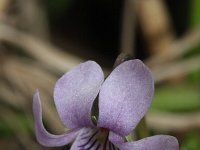 Viola palustris 9, Moerasviooltje, Saxifraga-Rutger Barendse