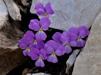 Viola perinensis 2, Saxifraga-Harry Jans