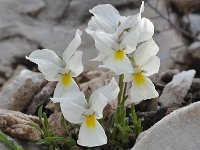 Viola perinensis 3, Saxifraga-Harry Jans