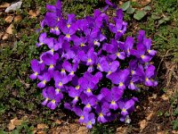 Viola perinensis 4, Saxifraga-Harry Jans