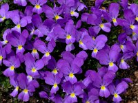 Viola perinensis 5, Saxifraga-Harry Jans