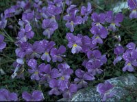 Viola perinensis 7, Saxifraga-Jan van der Straaten