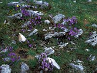 Viola perinensis 8, Saxifraga-Jan van der Straaten