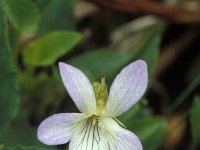 Viola persicifolia, Fen Violet