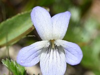 Viola persicifolia 13, Melkviooltje, Saxifraga-Sonja Bouwman  1003. Melkviooltje - Viola persicifolia - Violaceae familie (i) Kienveen (Lochem)