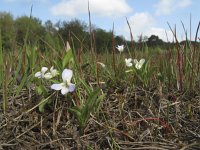 Viola persicifolia 2, Melkviooltje, Saxifraga-Rob Felix : Plantae, Plants, Project Natuurbalans, planten