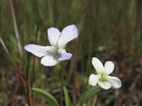 Viola persicifolia 4, Melkviooltje, Saxifraga-Rob Felix : Plantae, Plants, Project Natuurbalans, planten