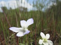 Viola persicifolia 5, Melkviooltje, Saxifraga-Rob Felix : Plantae, Plants, Project Natuurbalans, planten
